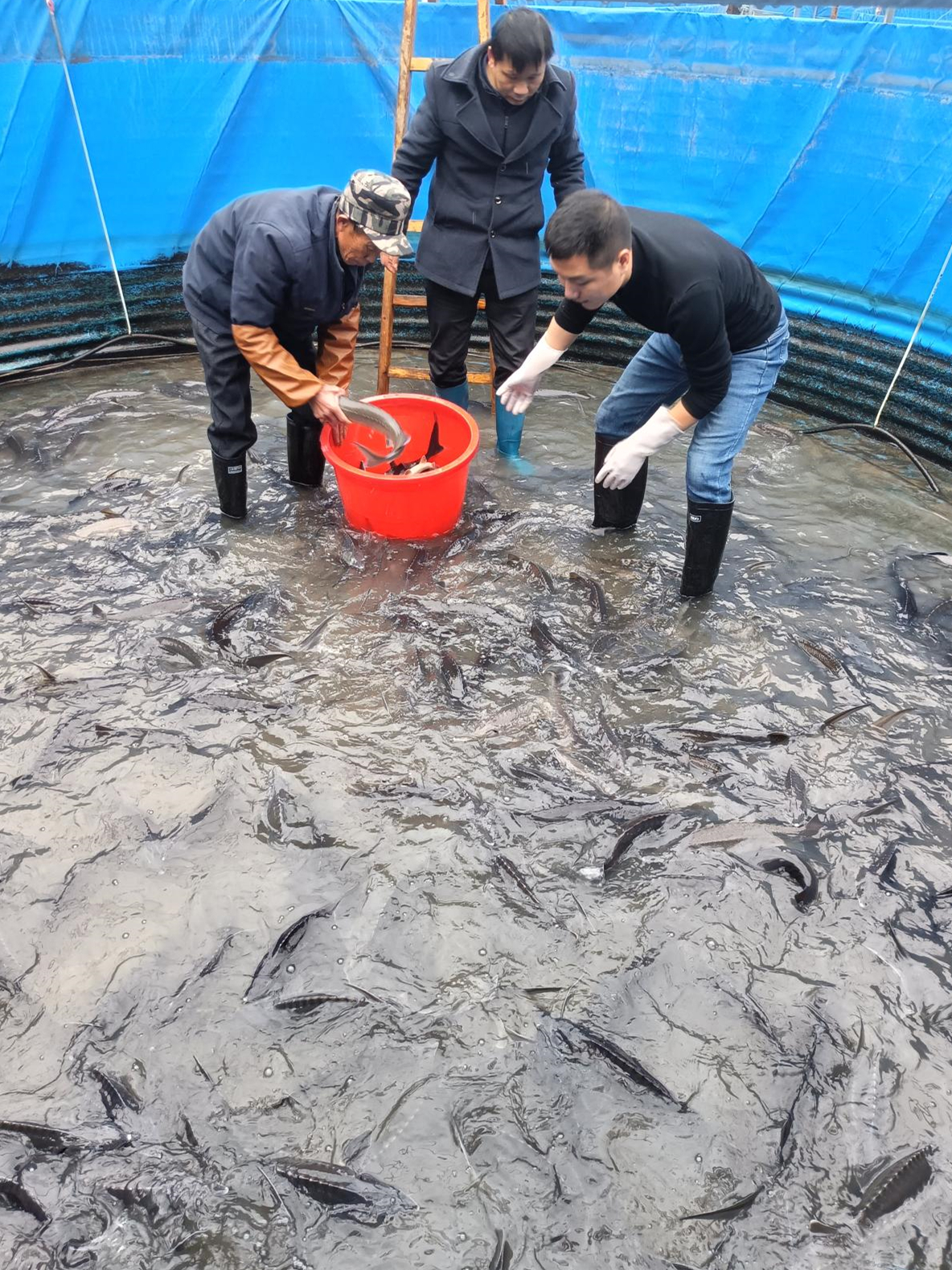 灌陽上甫村生態(tài)養(yǎng)魚喜獲豐收2.jpg